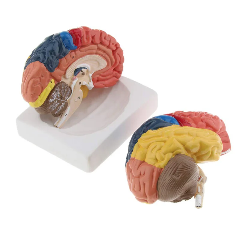 Leben Größe Anatomische Mensch – Medical Lab Supplies Bewertung und Preis