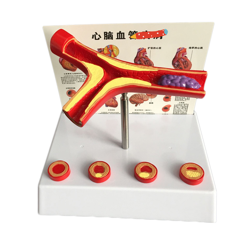 50-fach vergrößertes menschlic – Medical Lab Supplies Bewertung und Preis